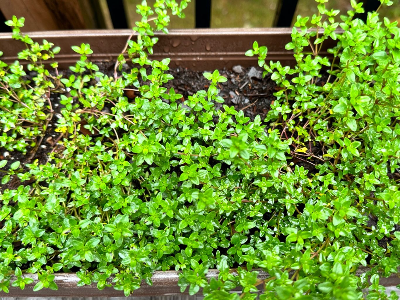 English Thyme English Thyme