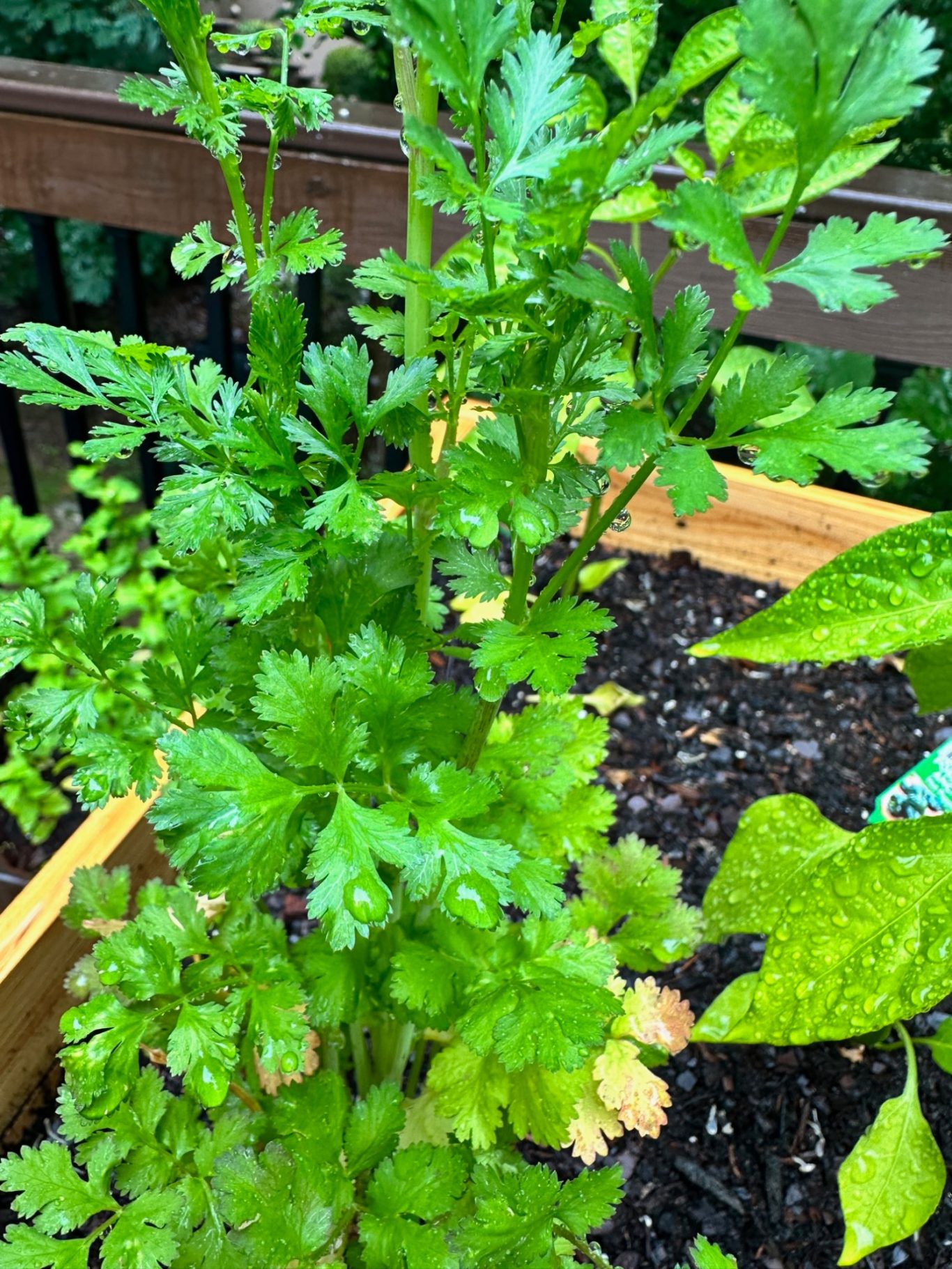 Cilantro Cilantro