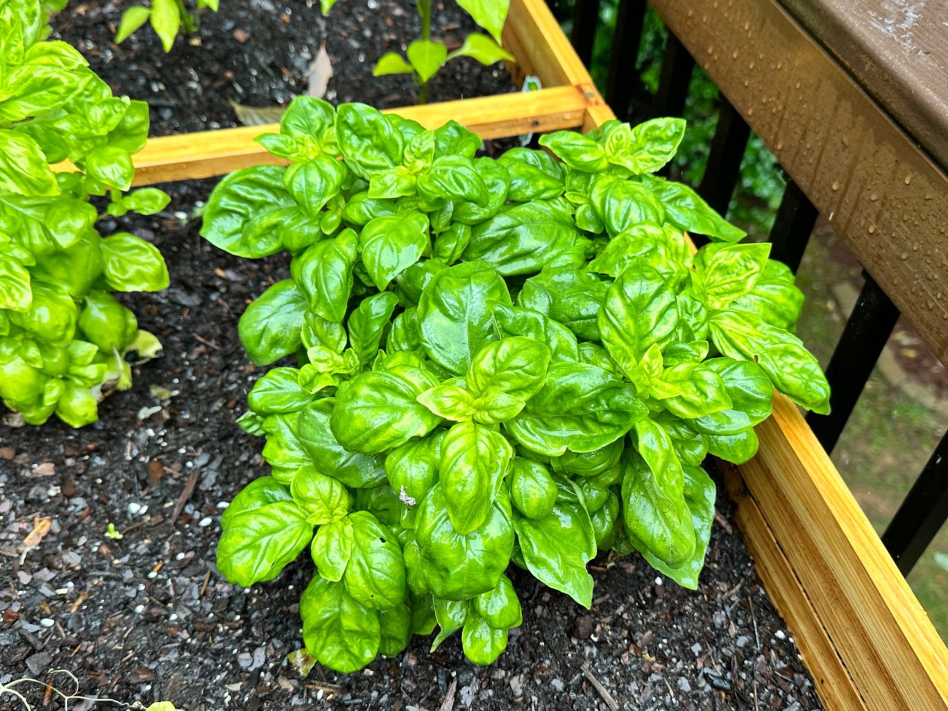 Basil Basil