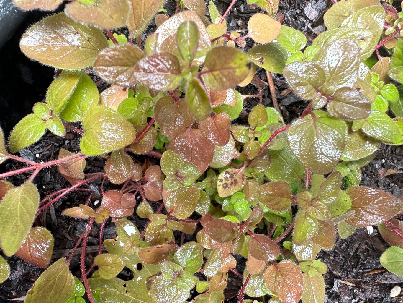 Oregano Oregano